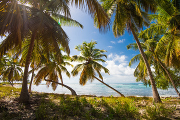Obraz na płótnie Canvas Palm Ocean Sky caribbean coast