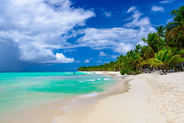 Fototapeta na wymiar paradise resort beach palm tree sea Dominican Republic