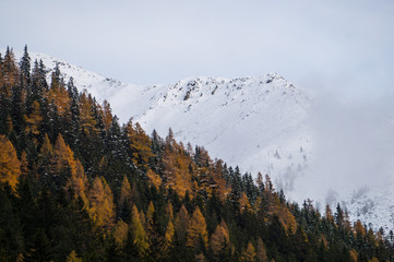 Stunning autumn colored forest with snow covered mountain ridge in the background