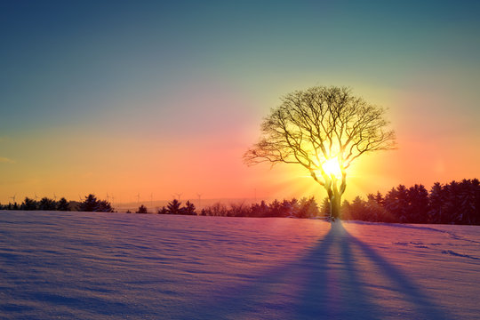 Winter sunset landscape with tree and snow field.