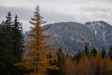 Yellow larch tree with beautiful alpine scenery in the background