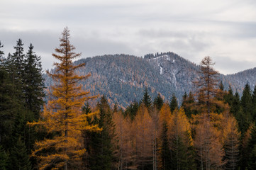 Beautiful forest with golden and green coniferous trees in late fall