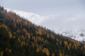 Larch forest covered mountain slope with snow capped ridge in the background © Emil