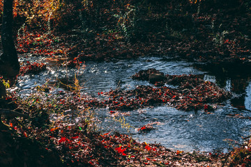 Small Creek and leaves