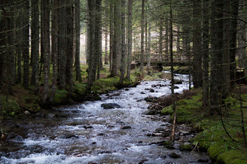 Beautiful alpine river running through a coniferous forest