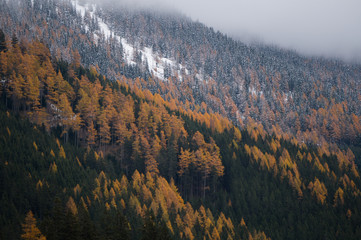 Autumn meets winter in a high alpine forest