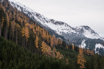 High alpine forest and mountain top in late autumn