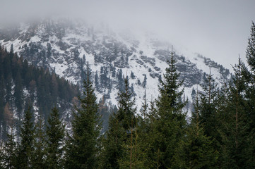 Obraz premium Fir trees in the foreground with cold, snow covered mountains in the background