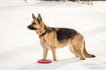 German Shepherd Standing Sideways in Snow