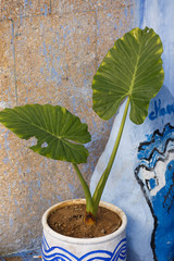 Green plant in white vase stands outside