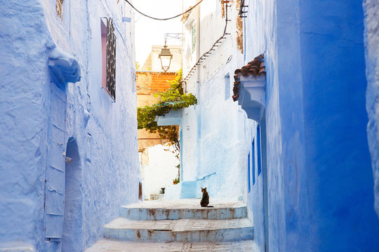 Lonely cat sits on the blue street somewhere in Morocco