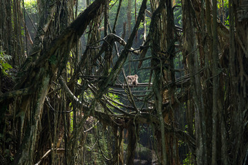 monkey in the jungle. indonesia. ubud