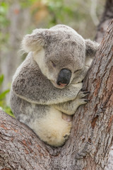 Fototapeta premium Sleeping Koala