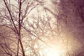 winter abstract gentle sunset illuminates the frozen trees background texture warm sunlight nature plant wallpaper