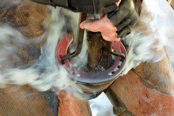 Hands of a Caucasian farrier applying a hot horse shoe to the hoof focus on shoe with lots of smoke in the background.