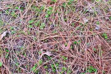  pine needles