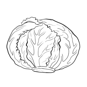 Isolated cabbage-Hand drawn Vector
