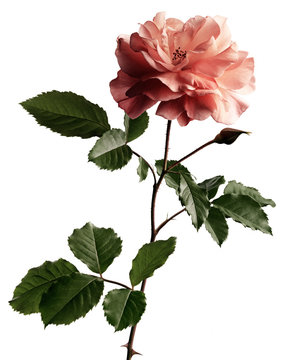 Rose in full blossom, Flower
