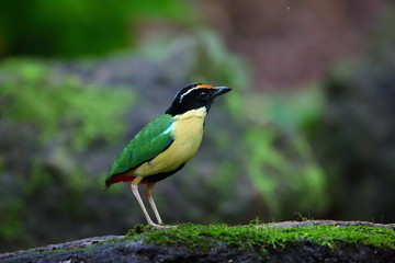 Elegant Pitta (Pitta elegans) in Lombok Island, Indonesia
