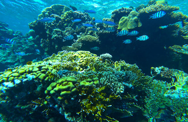 fish and coral reef