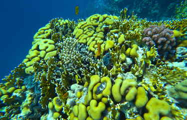 coral reef in the red sea