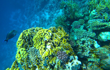 coral reef in the red sea