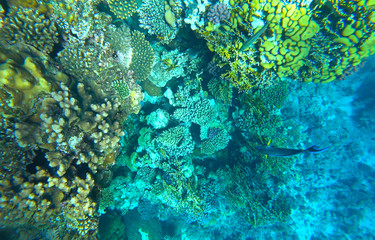 coral reef in the red sea