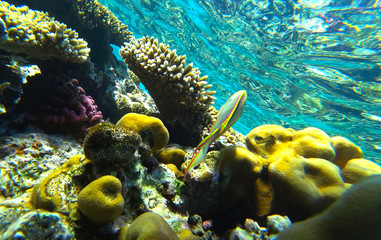 coral reef in the red sea