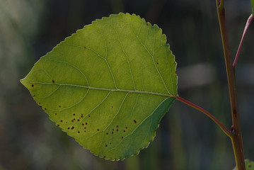 Hoja de álamo negro (Populus nigra)