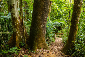 Rainforest walking trail with large rainforest trees.