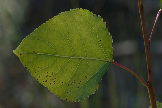 Hoja de &aacute;lamo negro (Populus nigra)