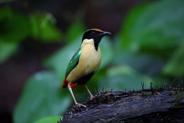 Elegant Pitta (Pitta elegans) in Lombok Island, Indonesia
