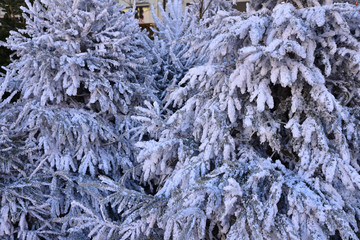 Sapins de Noël enneigés