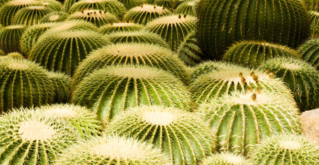 Cactus. Giant cacti in the tropical garden of Thailand.