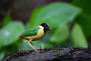 Elegant Pitta (Pitta elegans) in Lombok Island, Indonesia
