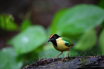 Elegant Pitta (Pitta elegans) in Lombok Island, Indonesia
