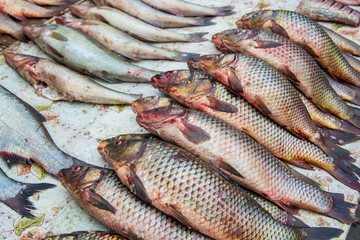 Close up fresh fish in supermarket