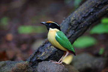 Elegant Pitta (Pitta elegans) in Lombok Island, Indonesia