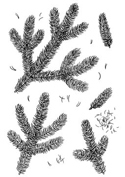Pine branch illustration, drawing, engraving, ink, line art, vector