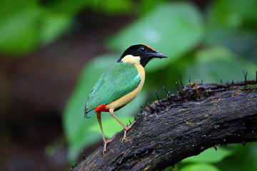 Elegant Pitta (Pitta elegans) in Lombok Island, Indonesia
