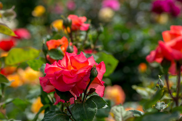 Colorful roses in French garden
