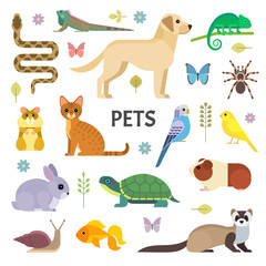Vector colorful collection of domestic mammals, rodents, insects, birds, reptiles, including dog, cat, rabbit, tortoise, ferret, parrot, snake, guinea pig, chameleon, hamster, tarantula and a canary.