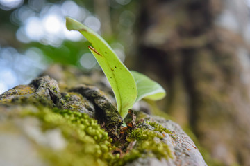 Small plant on a big tree.