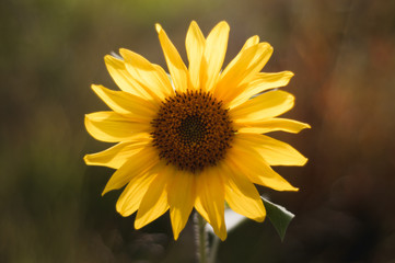 yellow sun flower