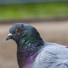 dove