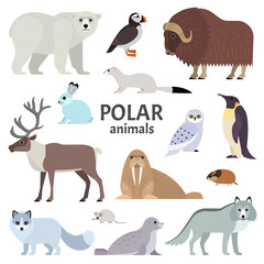 Polar animals. Vector collection of polar animals and birds, including polar bear, musk ox, seal, walrus, wolf, polar fox, reindeer, penguin and ermine, isolated on white. © nadzeya26