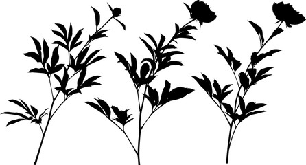 three peony silhouettes isolated on white © Alexander Potapov