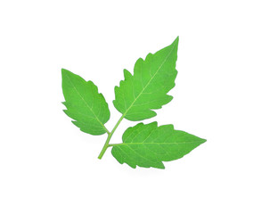 Tomato leaf isolated on white background