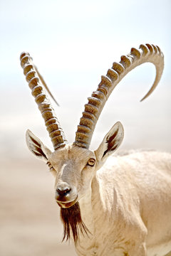 Wild goat portrait, Masada, Death Sea, Israel