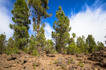 Canarian pines
